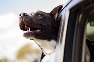 dog-1149964_640