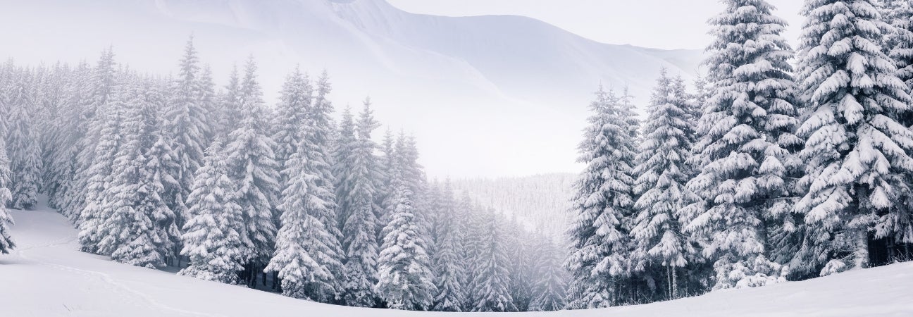 Snow-covered forest