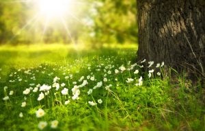 spring