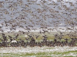 Birding near San Jose, CA | The Ford Store Morgan Hill