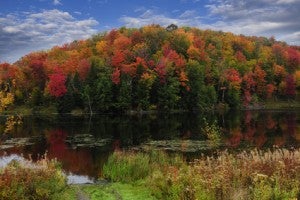 fall leaves