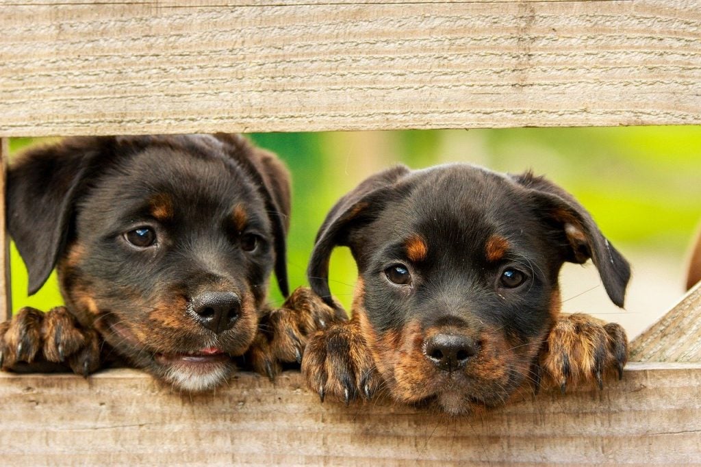 puppies on farm | Peruzzi Toyota