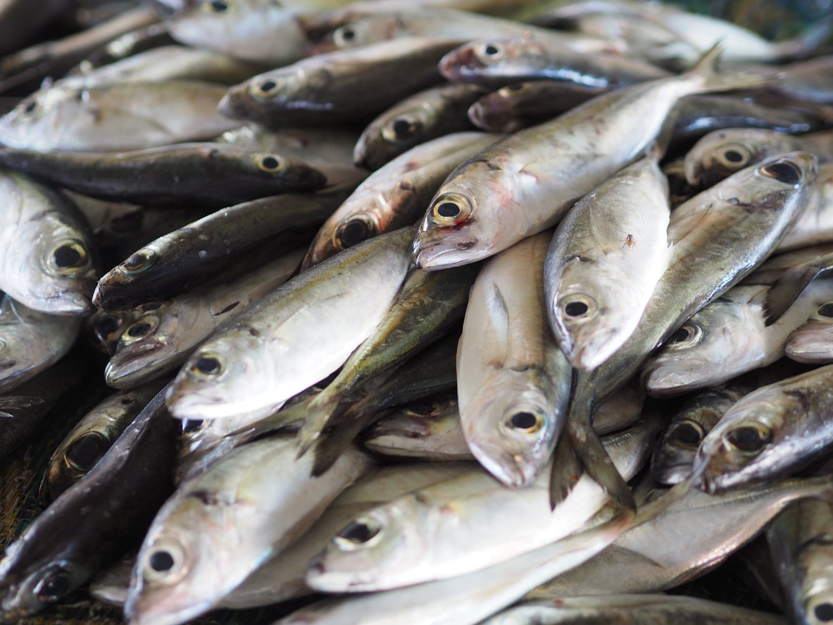 Fish market in the village of Sur in Oman