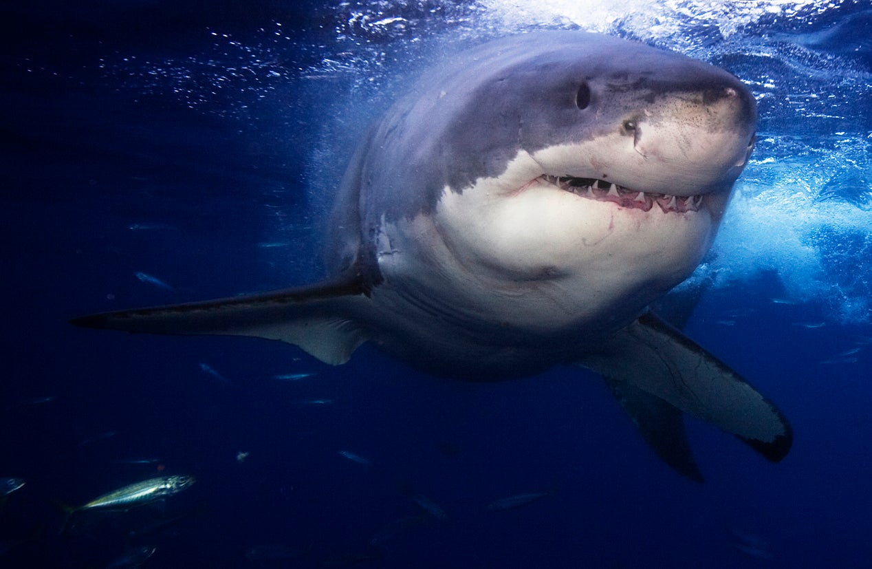 Great White Shark