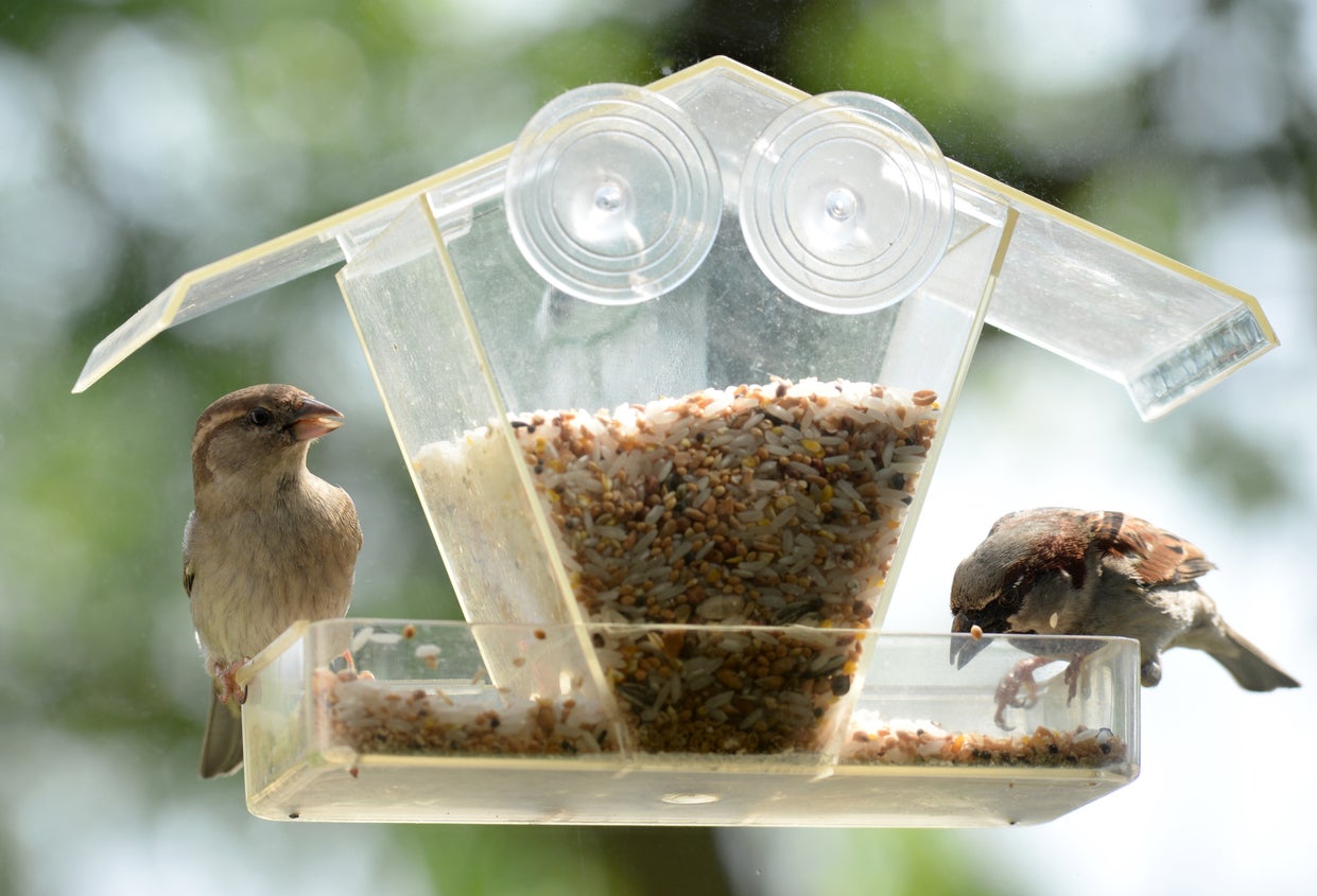 Two sparrows on plastic bird feeder