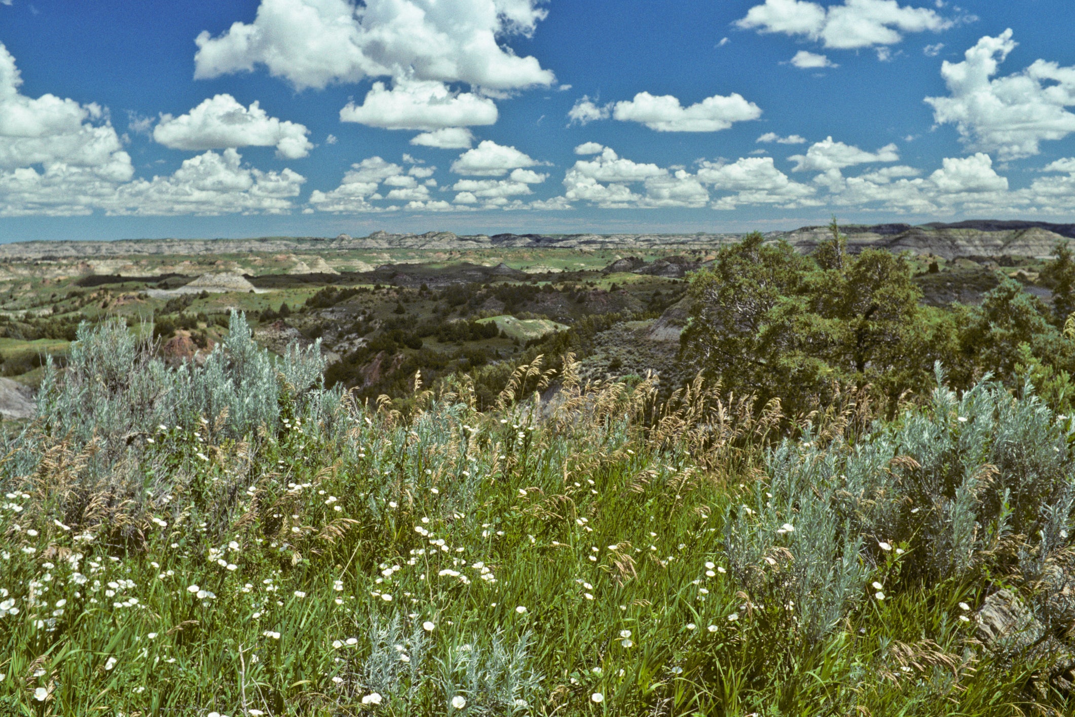 Badland Meadow and Wildflowers