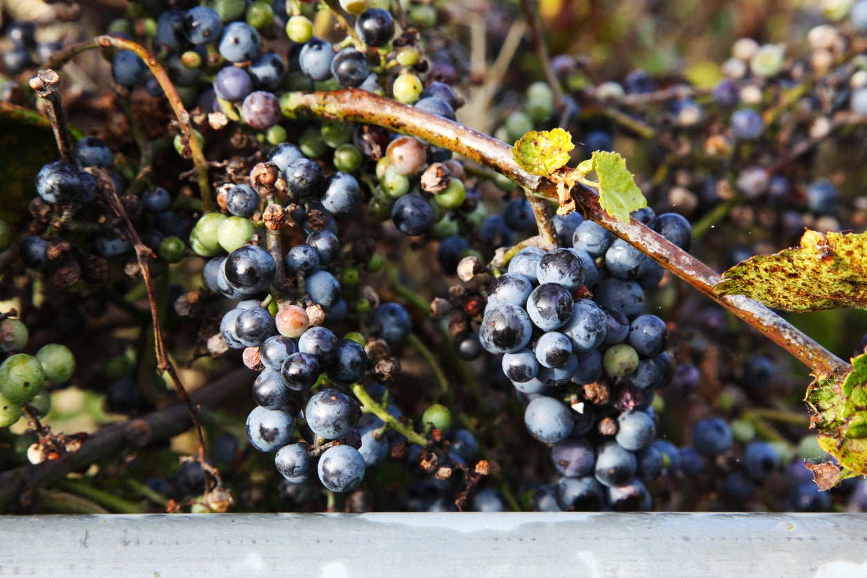 Bunches of Concord Grapes on the vine