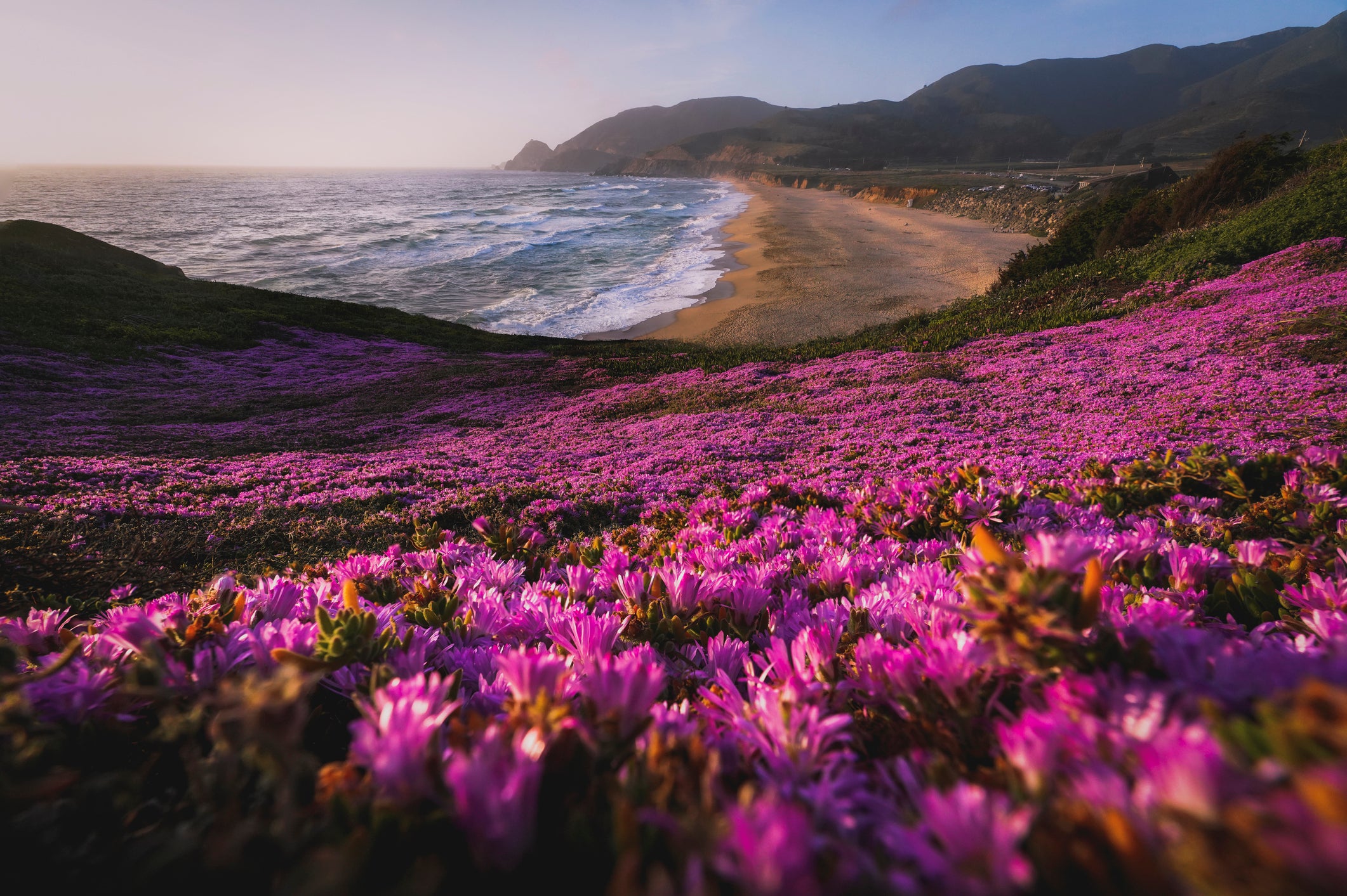 A pink flowery sunset