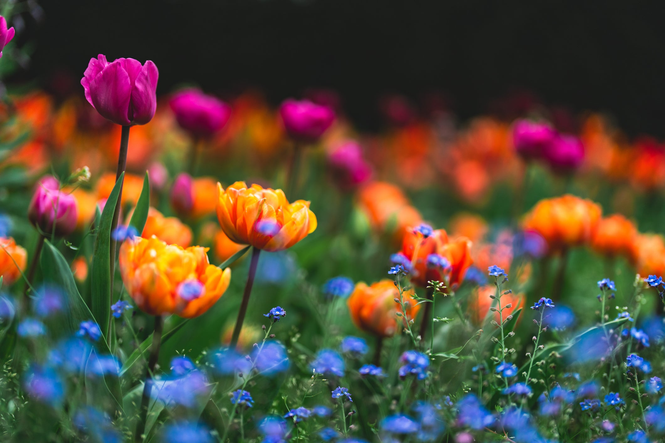 A row of blooming tulips in the park