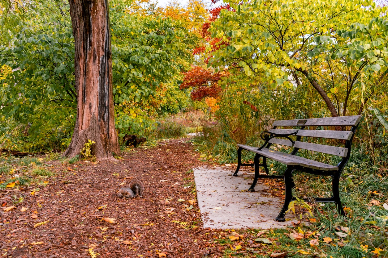 Bench on Nature Trail during Autumn with a Squirrel in Lincoln Park Chicago