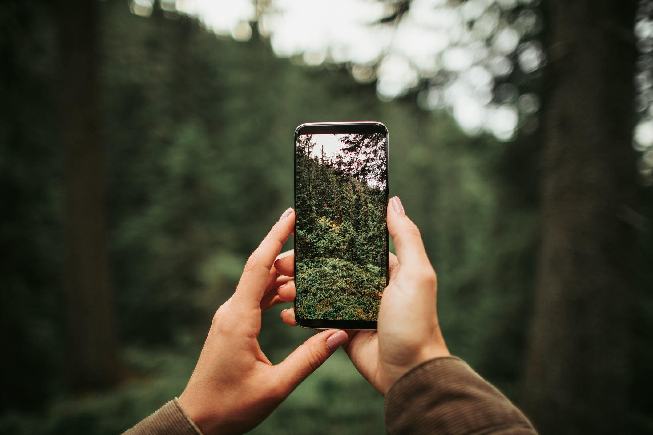 Female hands holding smartphone with photo of coniferous forest on display