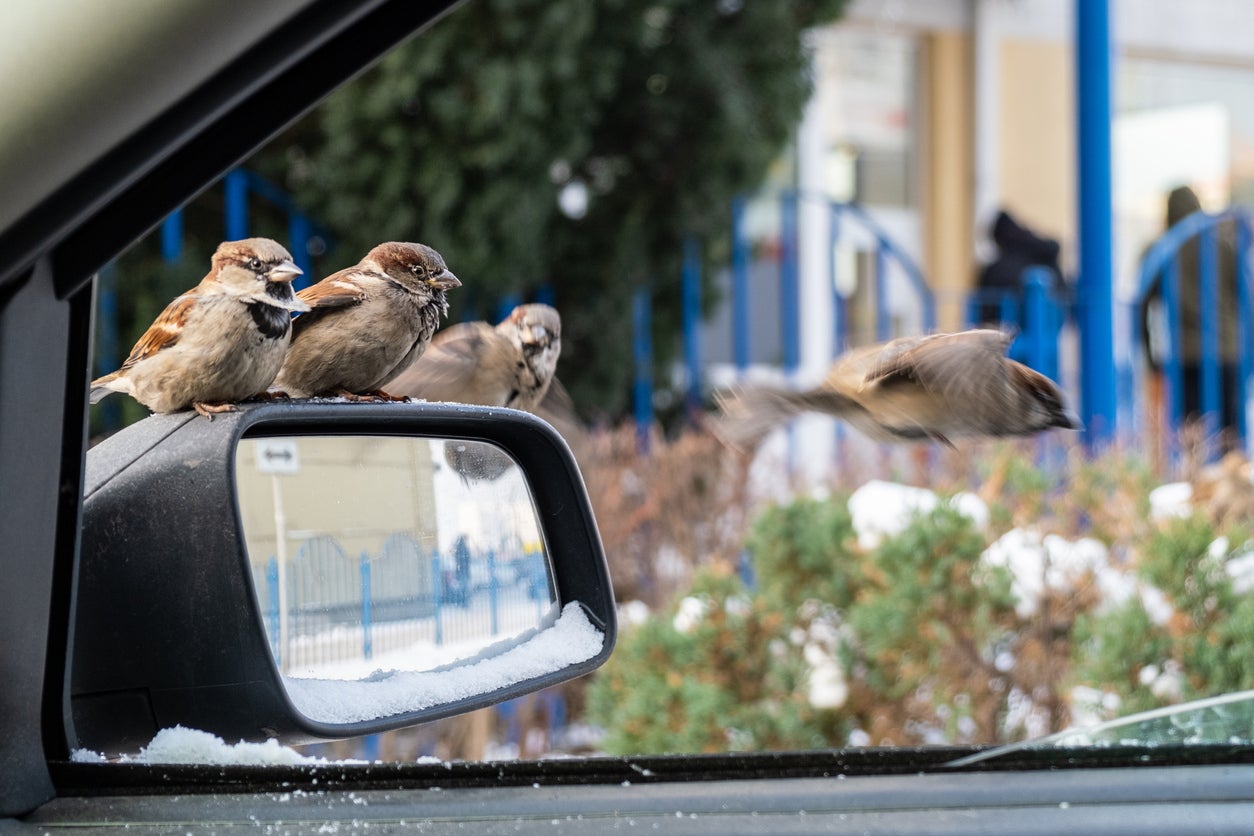 Sparrows sit on the mirror of a car and beg for food near a fast food restaurant.