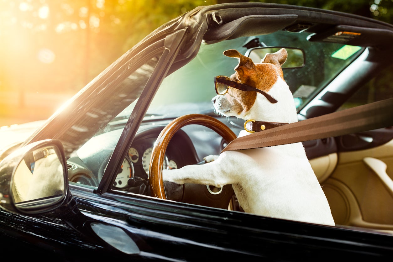 dog drivers license driving a car