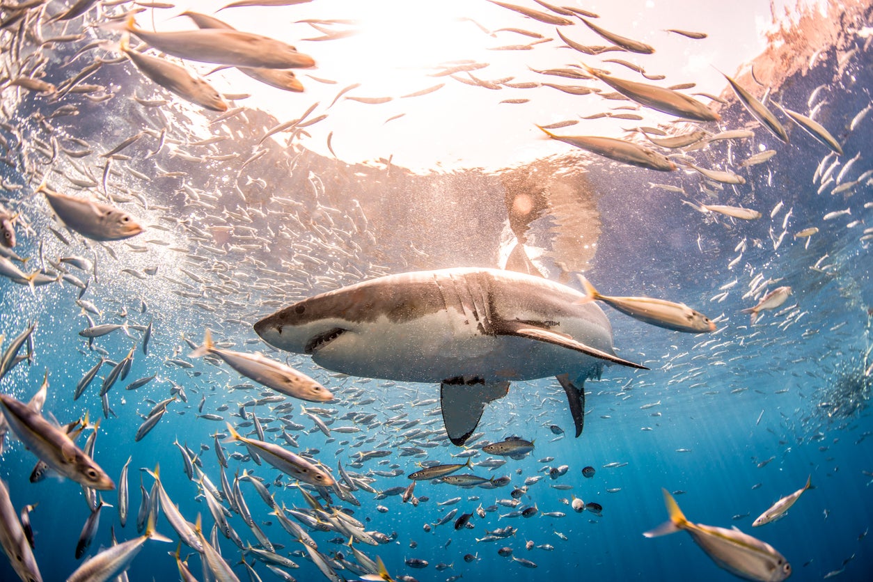 Great White Shark