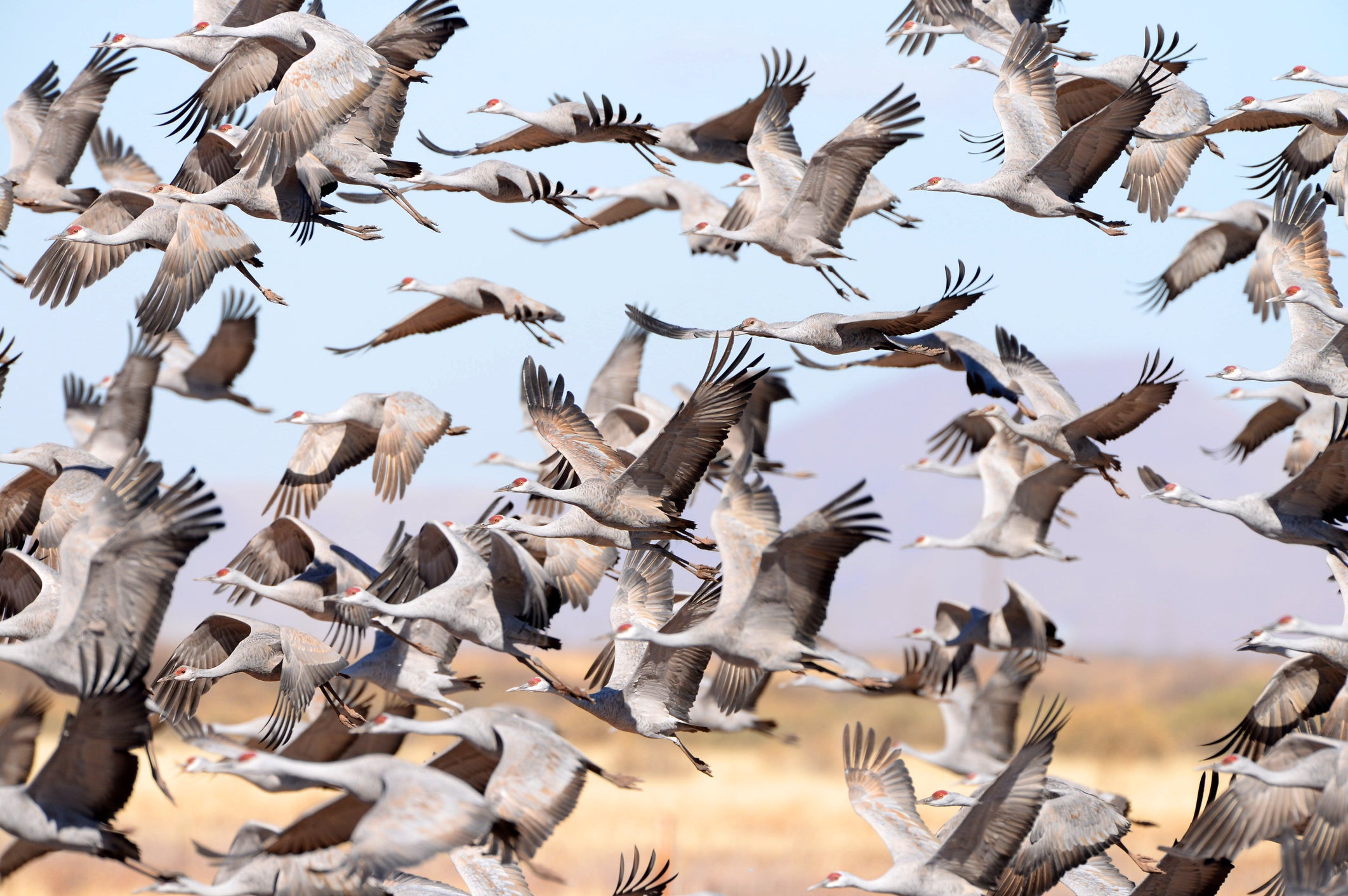 Sandhill Cranes in Flight, Large Flock - Arizona