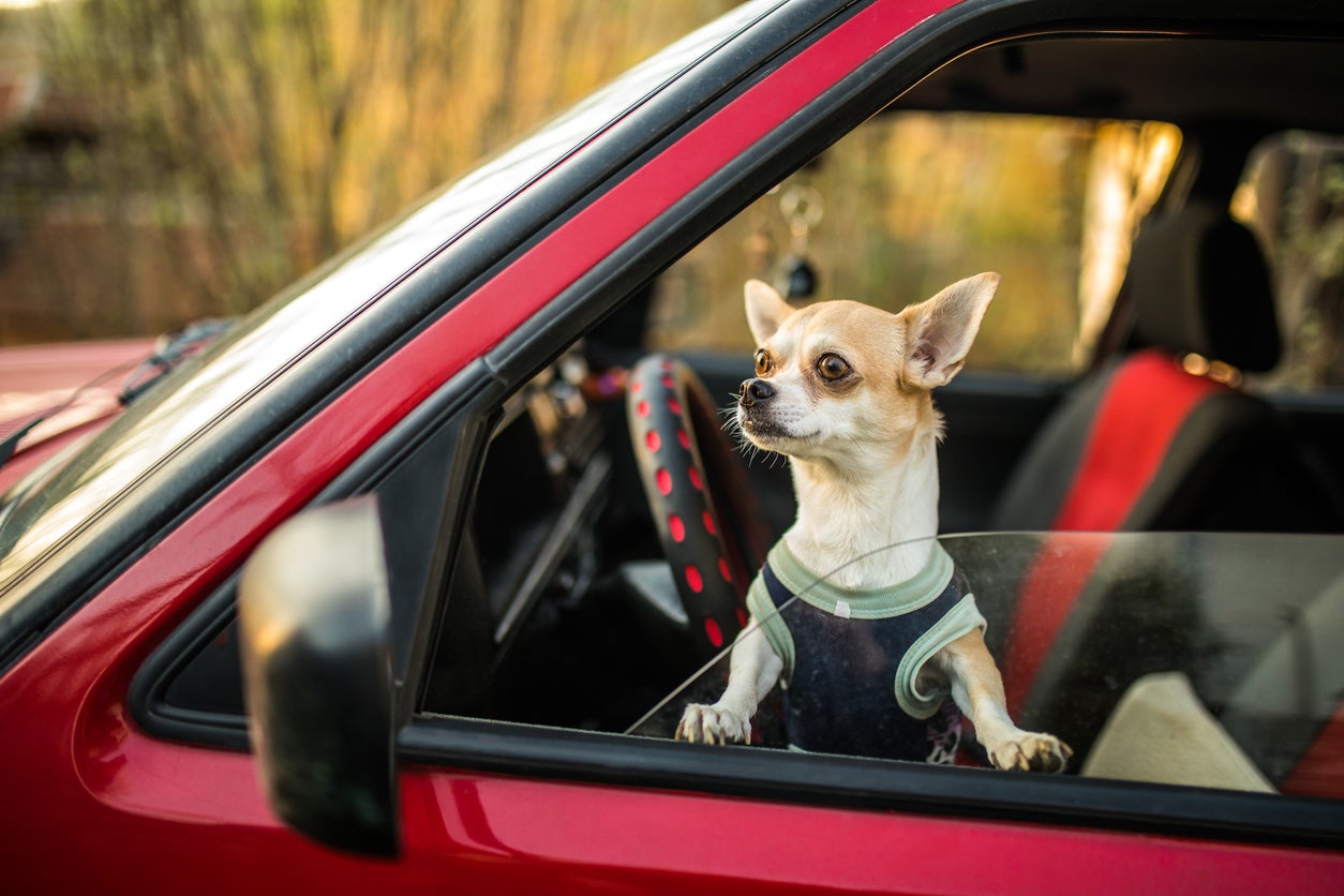 Impatient Chihuahua dog