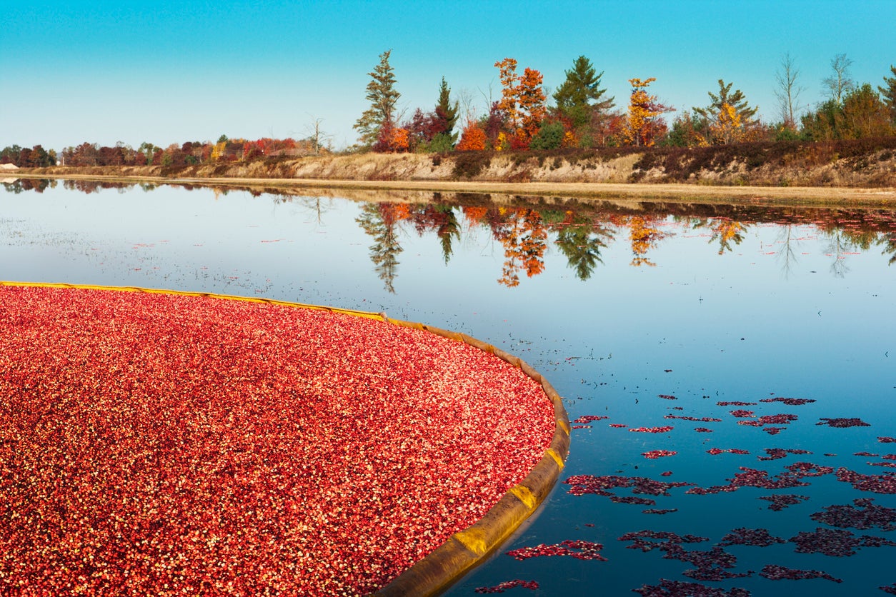Corralled Cranberries, Bog Field, Fall Harvest, Trees Reflection, Blue Water