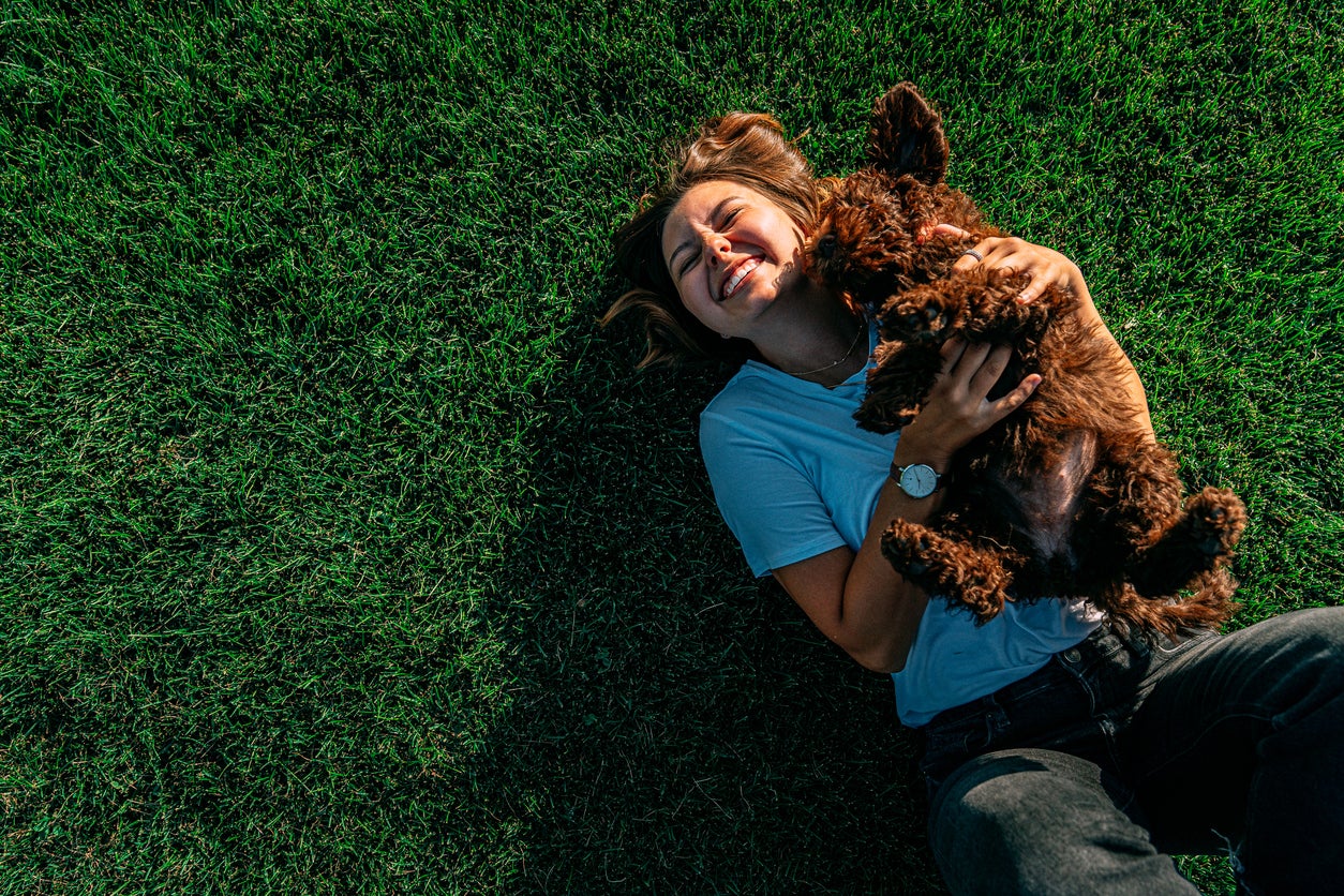 Cute Candid Portrait of a Cheerful Young Woman Making a Face as Her Pet "Sheepadoodle" Fluffy Dog Wiggles to Get Free while Playing in a Grass Field