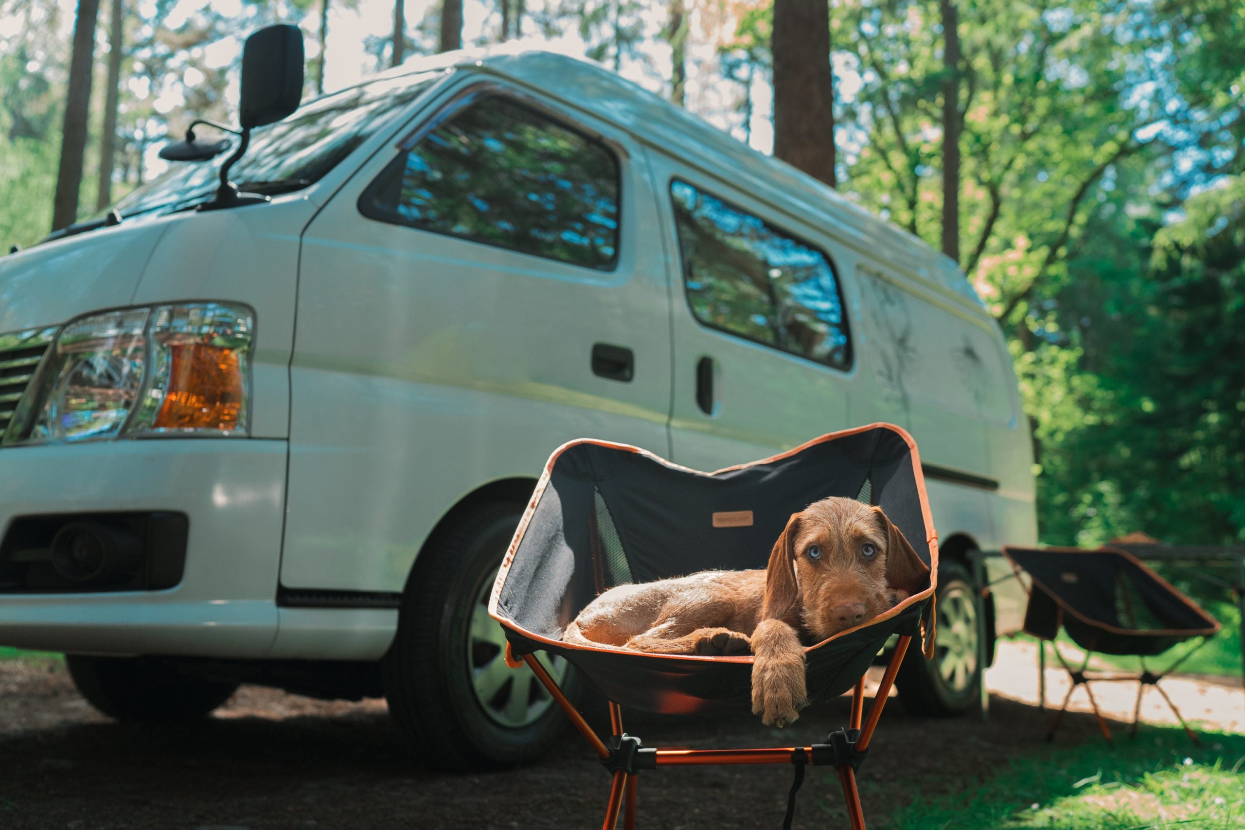 Cute dog on camping trip