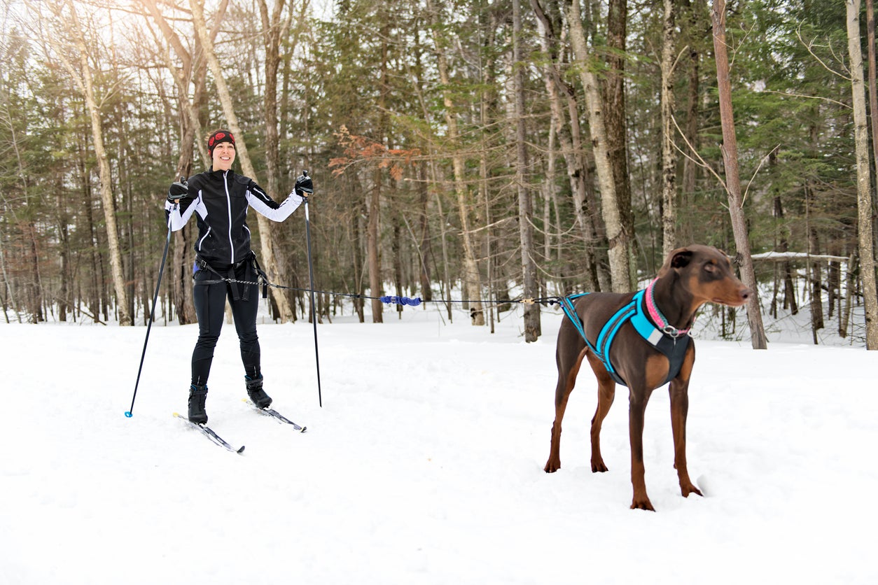 A skijoring woman have fun in forest
