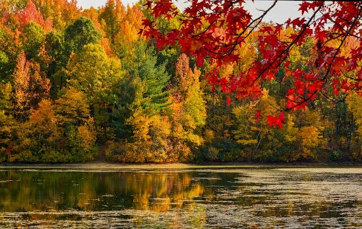 Fall foliage at Dallabach Lakes in East Brunswick, New Jersey.