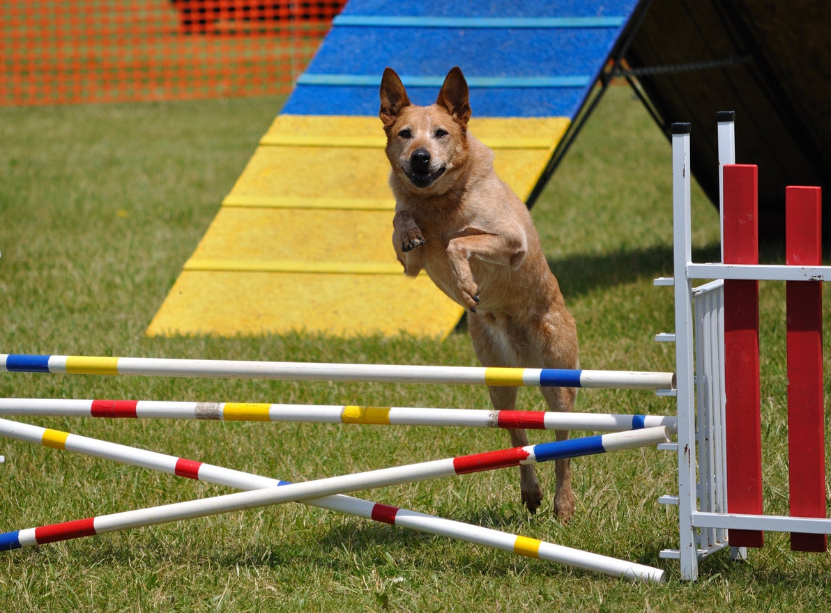 Large dog leaping over a double jump at agility trial