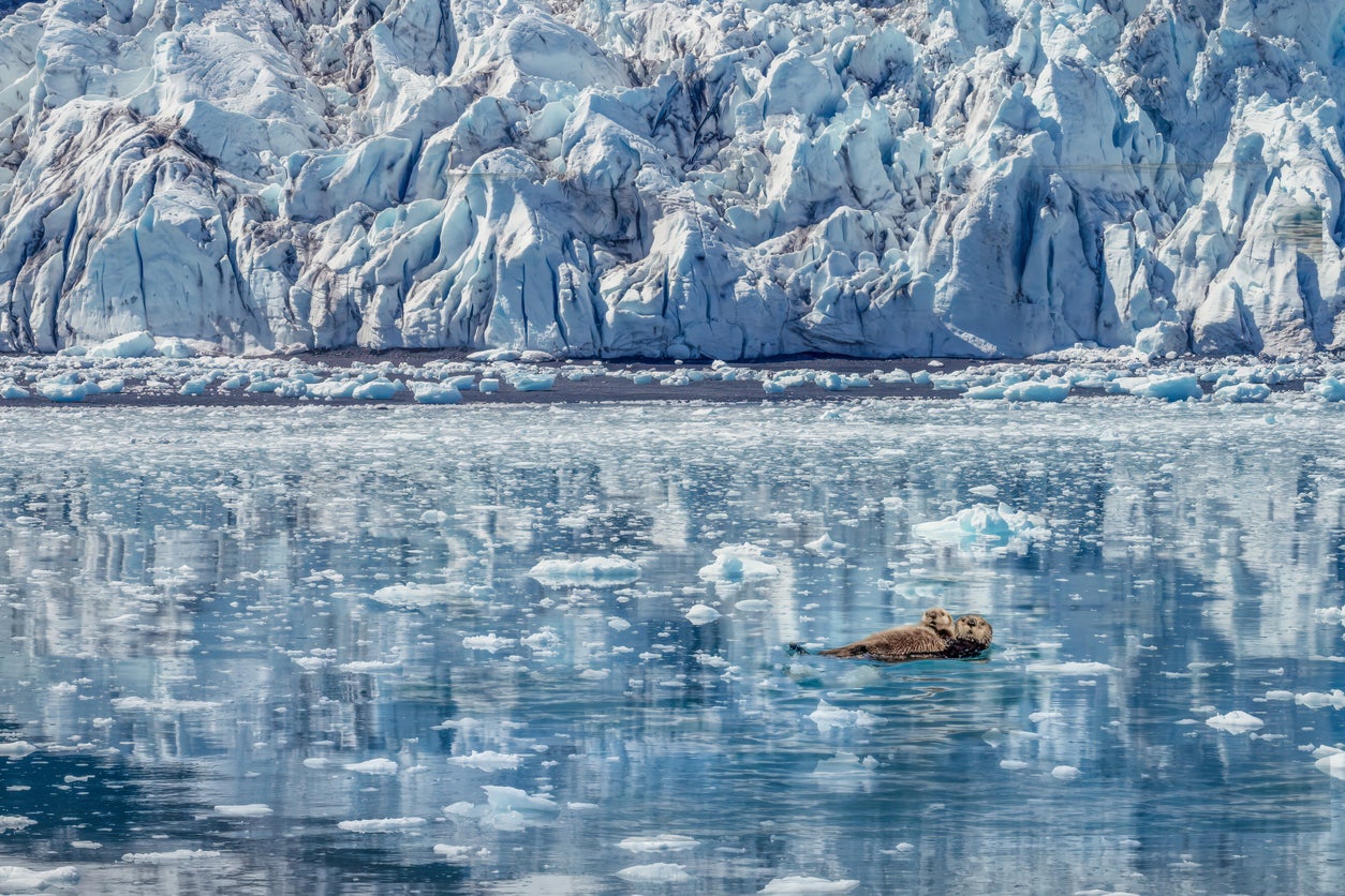 Endearing sight of sea otter mother and pup on the icy waters in font of the Aialik Glacier, Kenai Fjords National Park, Seward, Alaska, USA