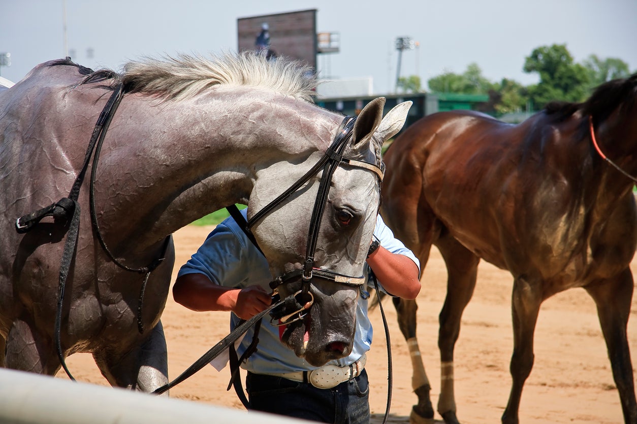 Gray Racehorse