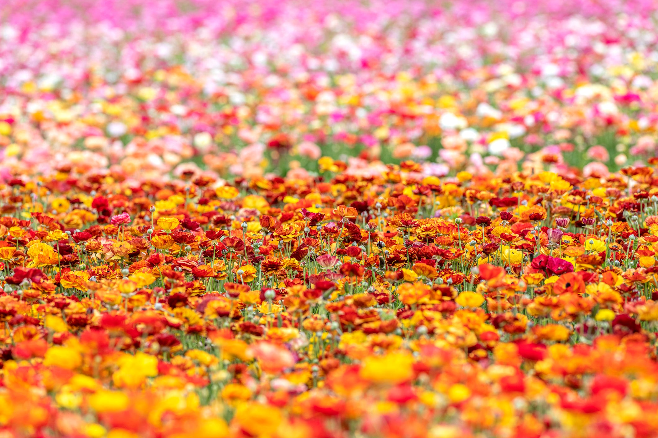 Flower field during spring
