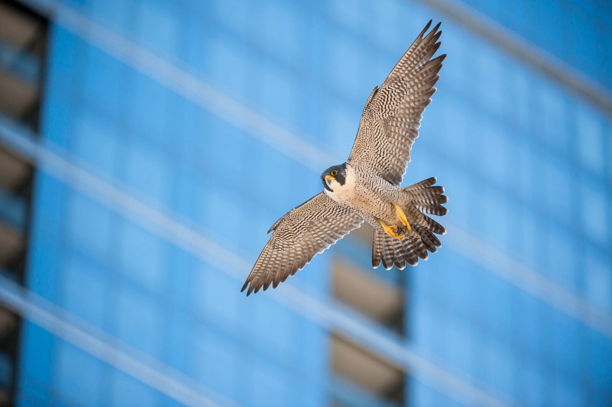 A bird flying through a city in front of a blurred building