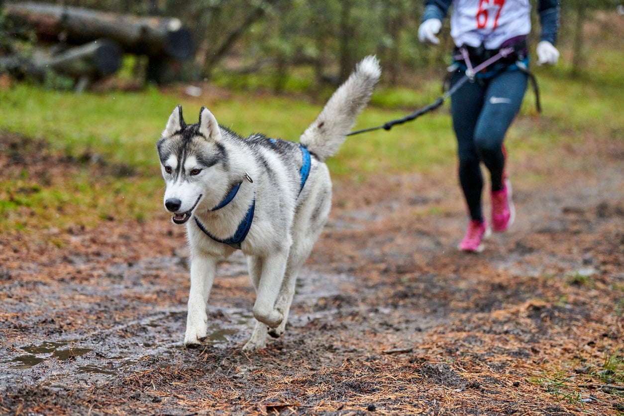 Canicross dog mushing race