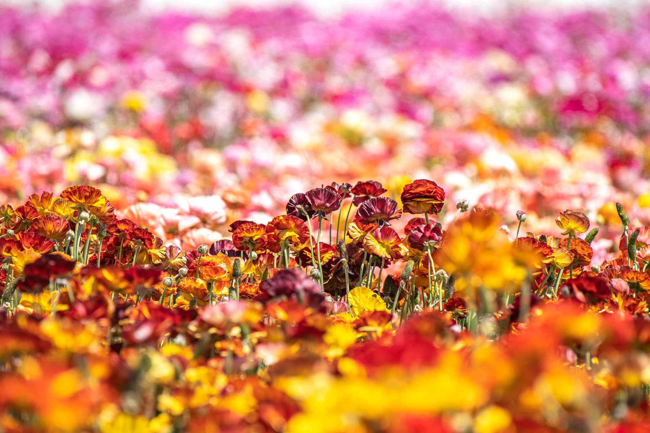 Flower field during spring