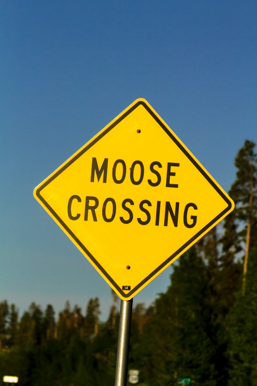 Moose Crossing