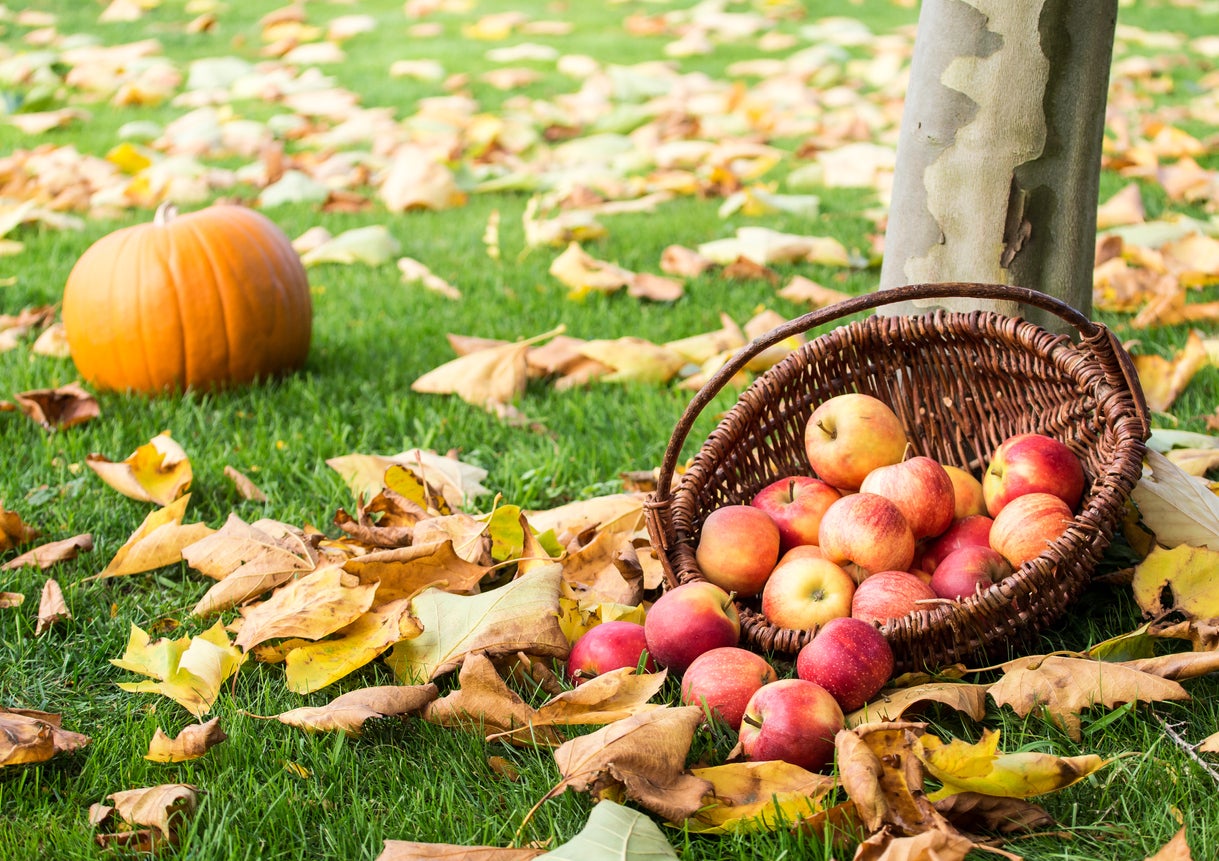 apple picking