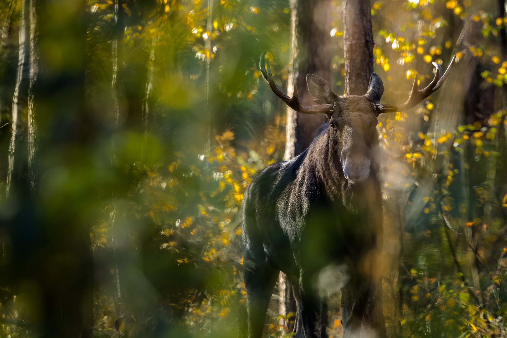 Moose (Alces alces)