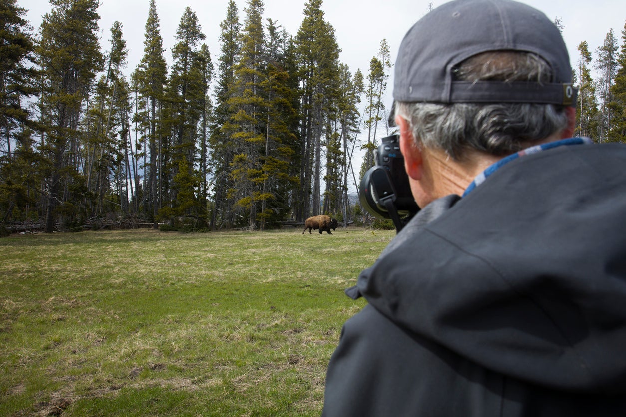 Man taking photograph of American Bison (Buffalo) in open field