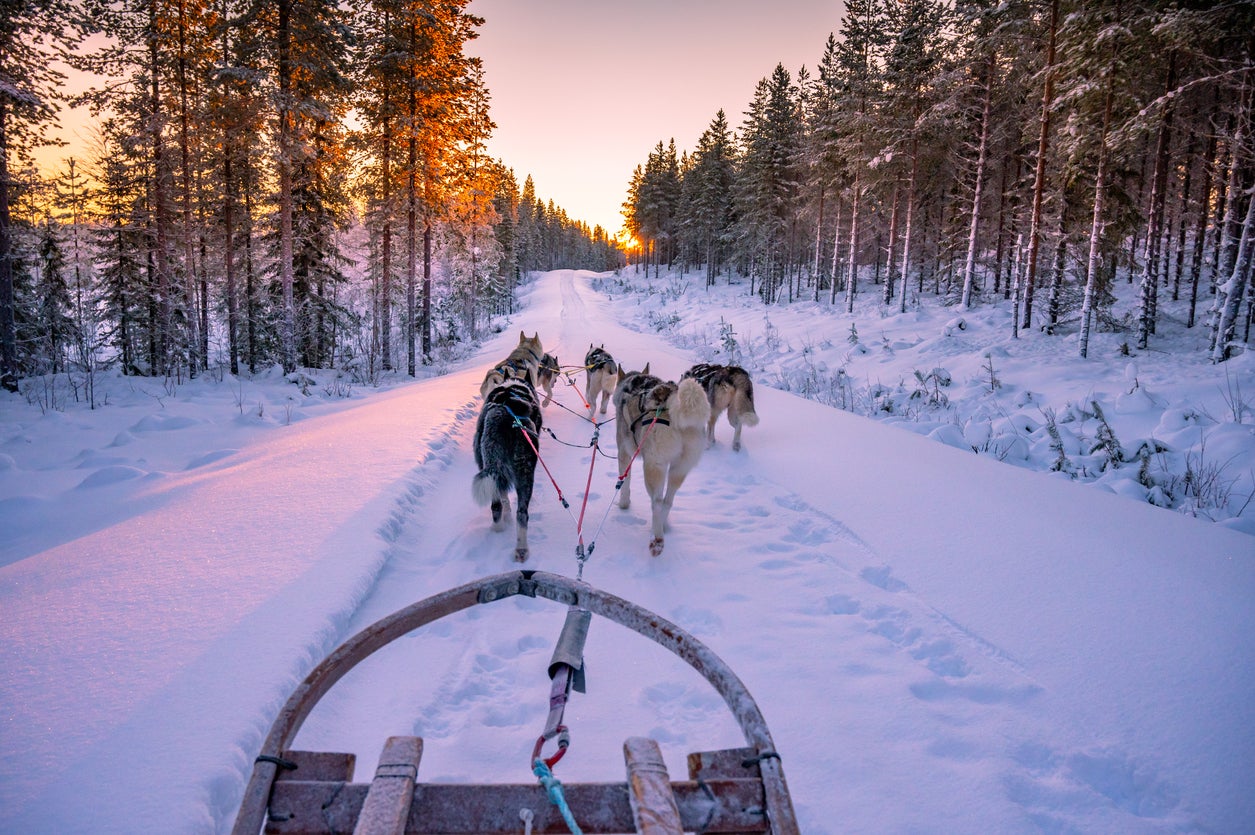 husky dog sleding during sunset