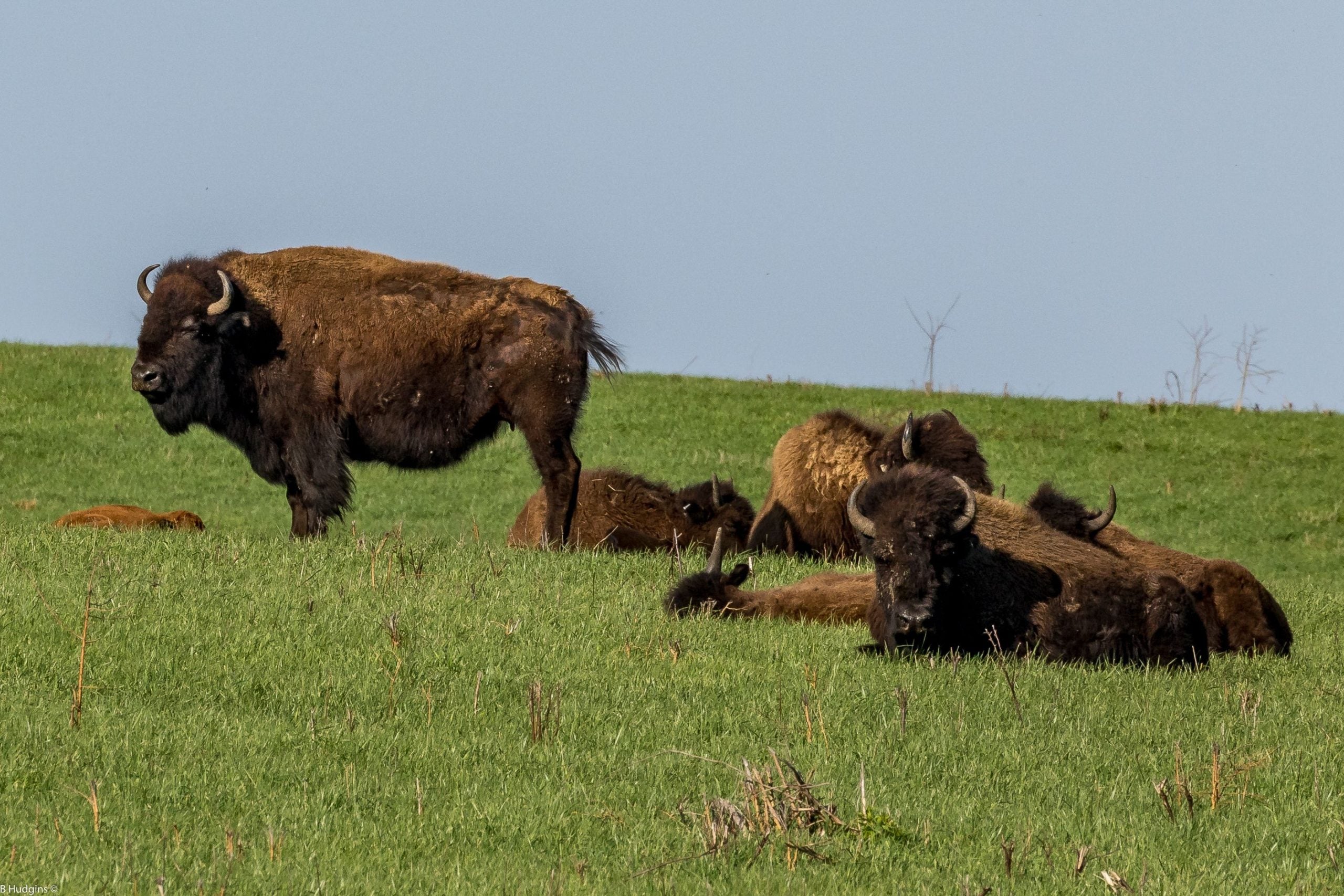 Herd of American bison in Midewin National Tallgrass Prairie in Illinois