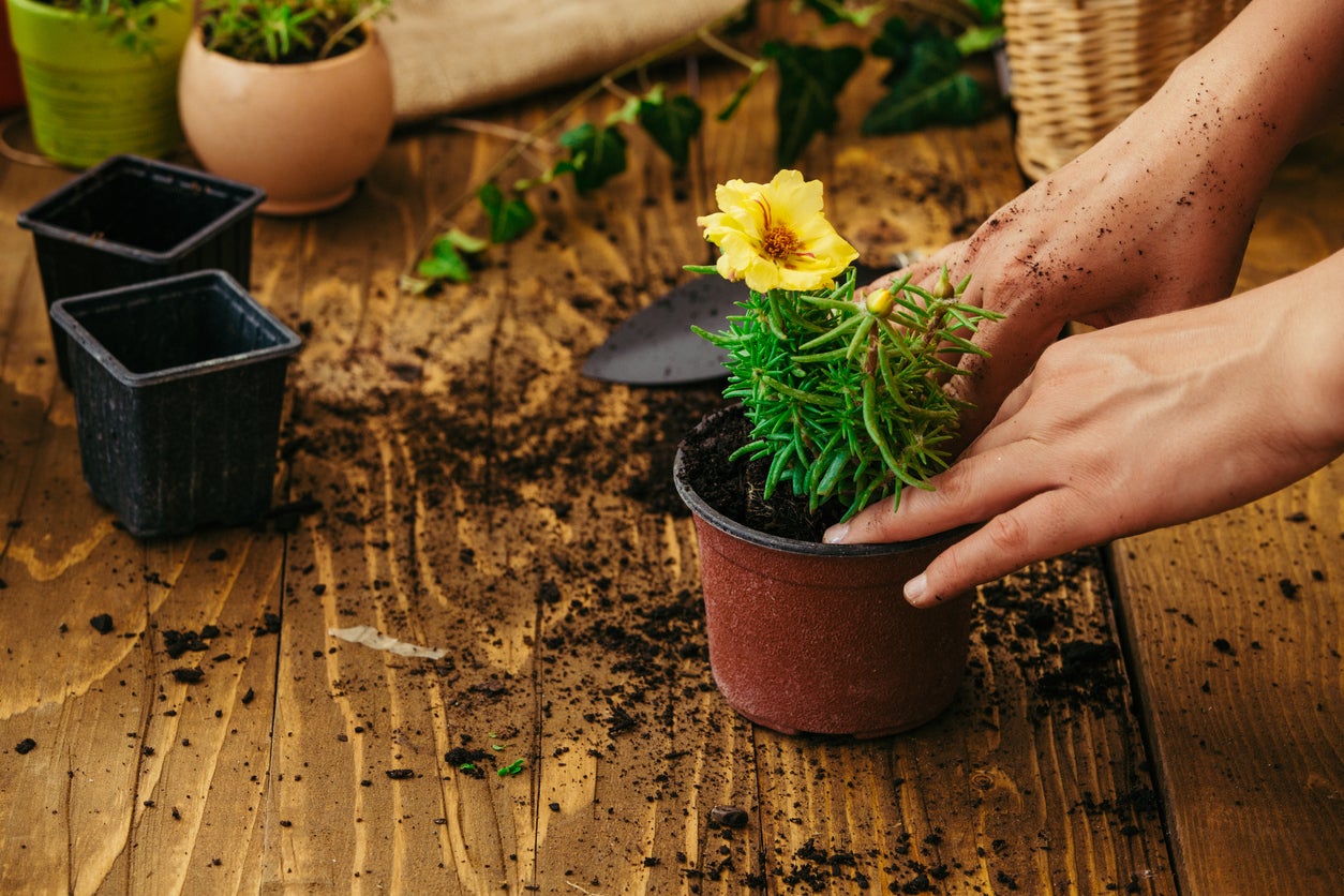 Hands re-potting a plant