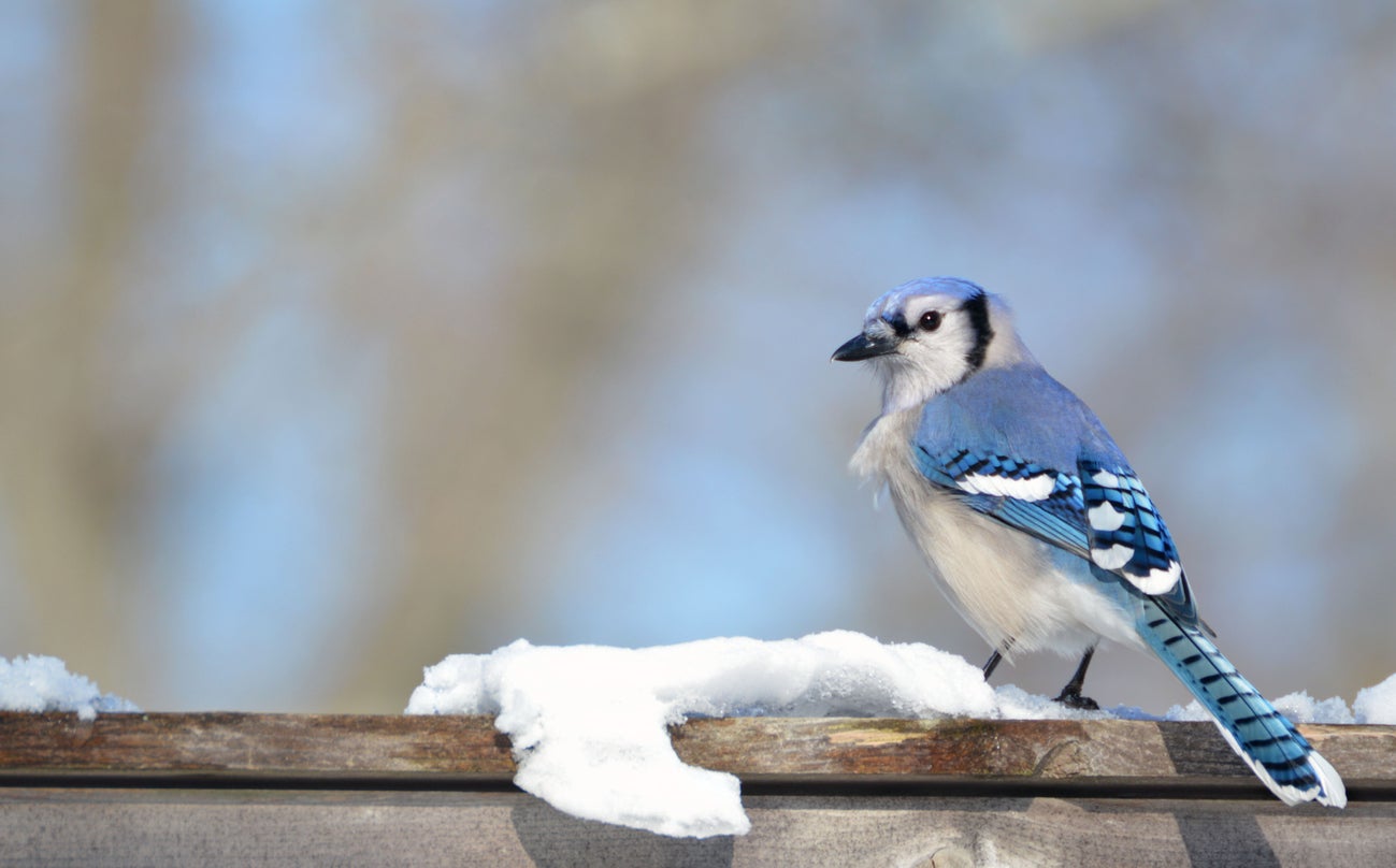 Blue Jay in Winter Snow