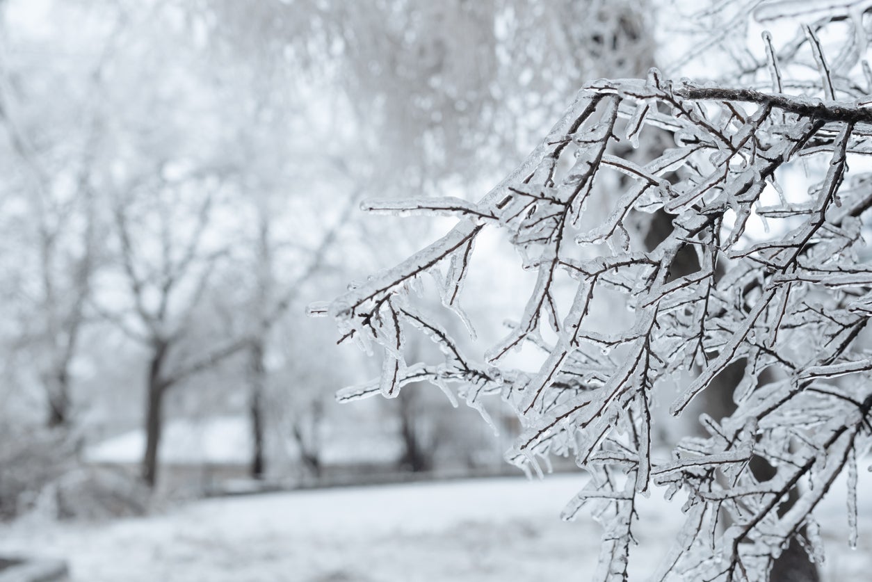 Branches covered with ice after freezing rain. Sparkling ice covered everything after ice storm cyclone. Terrible beauty of nature concept. Winter landscape, scene, postcard. Selective focus.