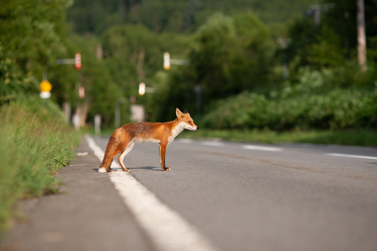 Wild fox waiting for tourists to get feed