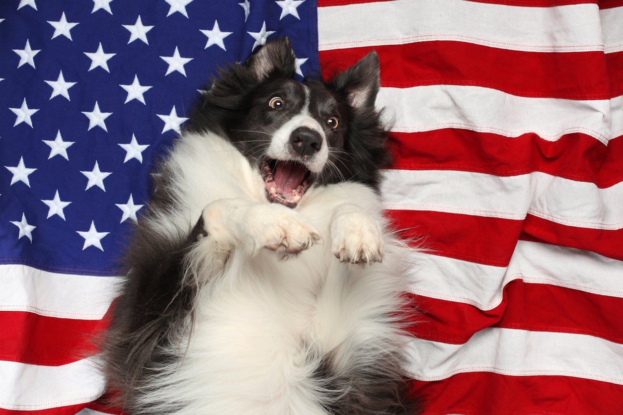Happy border collie playing on American flag