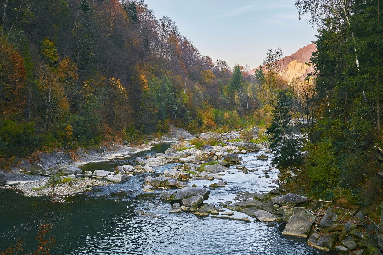 A shallow mountain forest river among autumn trees on a warm october day