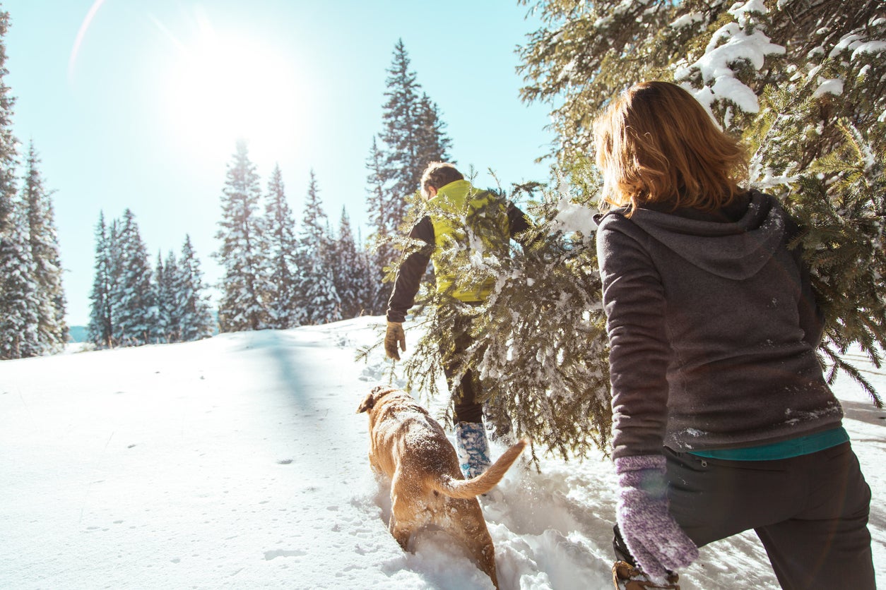 Middle-Age Male and Female Adults Carrying a Cut Pine Christmas Tree Through the Deep Snow On a Mountain Landscape