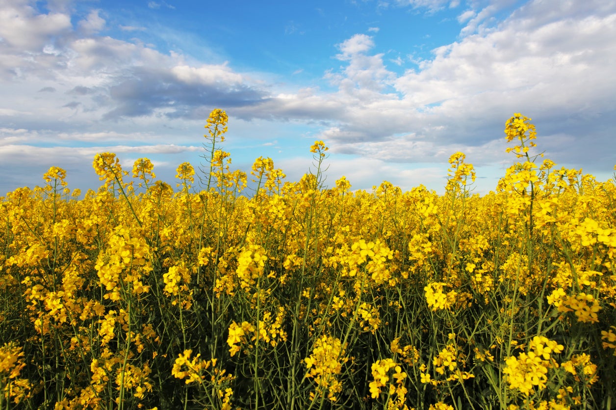 bright canola field