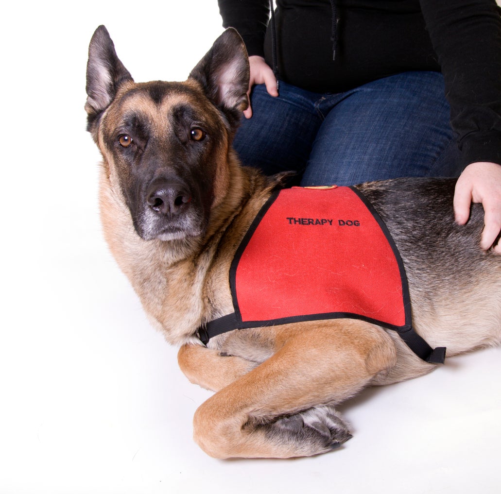Therapy Dog
