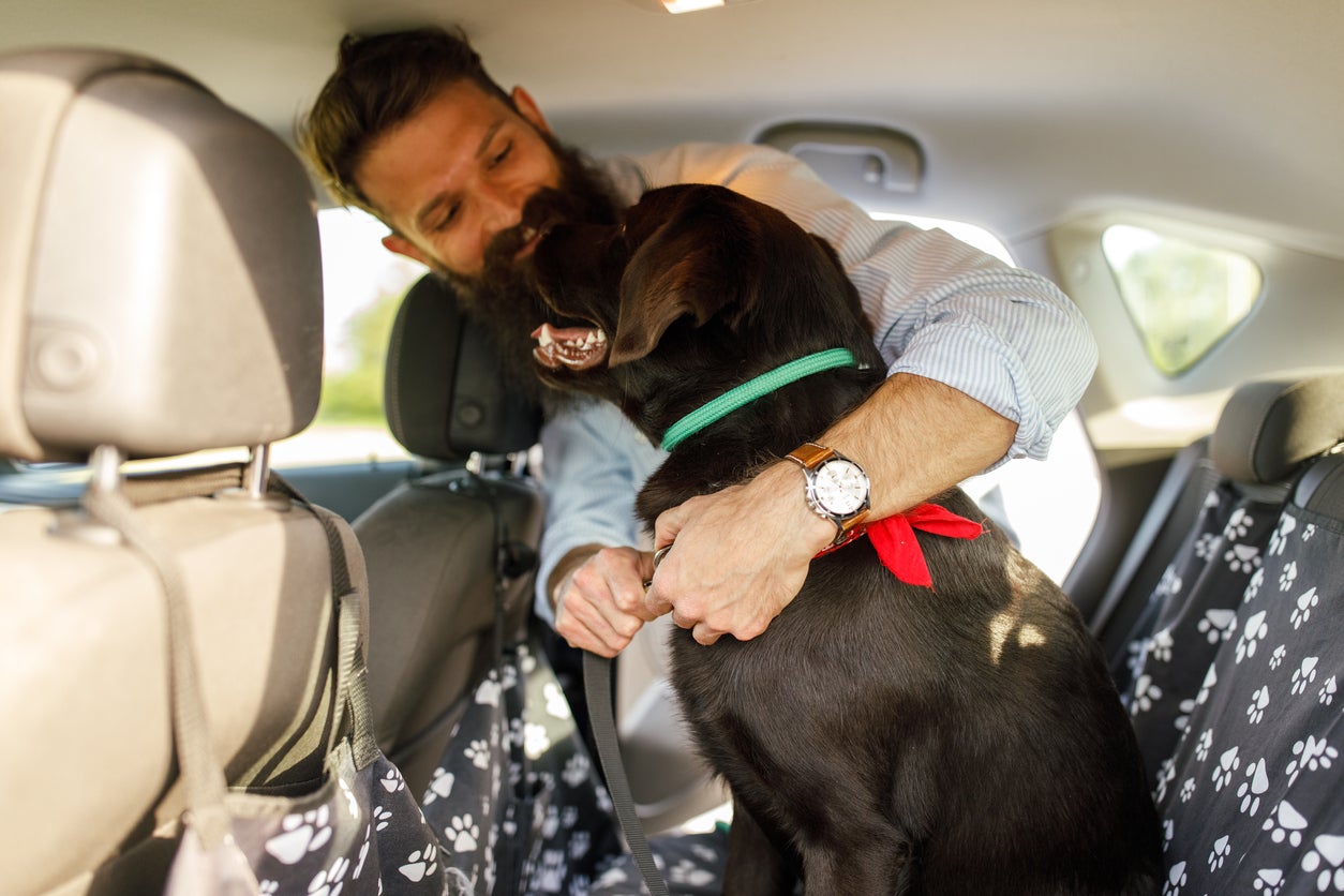 Smiling young man typing a leash on his dog who is sitting on the backseat of a car