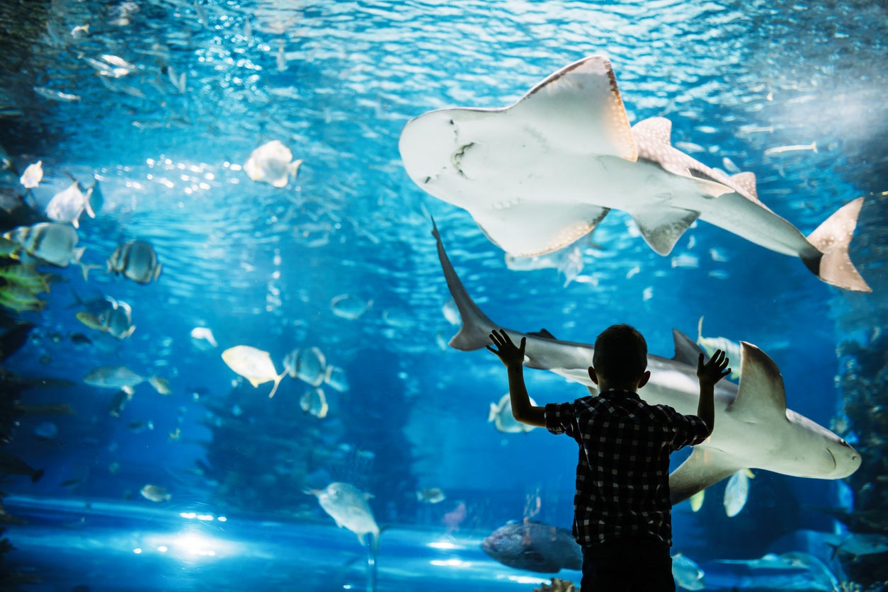 Silhouette of a boy looking at fish in the aquarium.