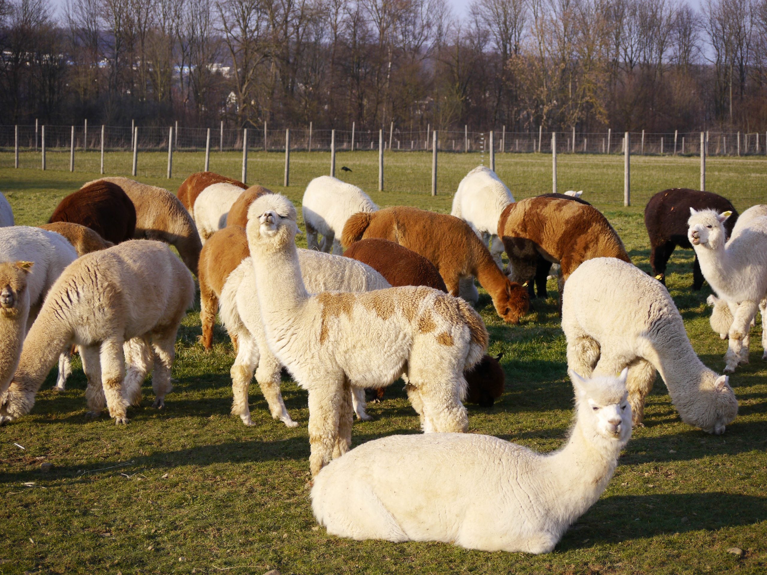 Alpacas in the pasture